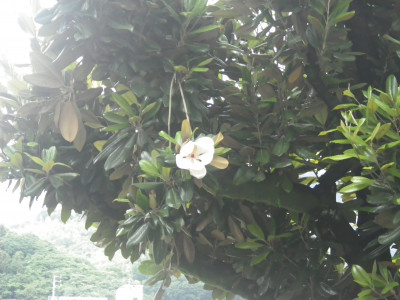 IMGP0001